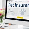 Assurance animaux : les solutions pour une couverture immédiate sans carence