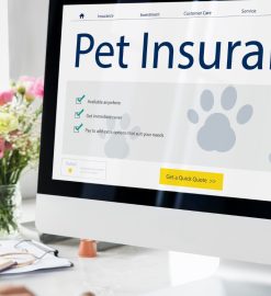 Assurance animaux : les solutions pour une couverture immédiate sans carence