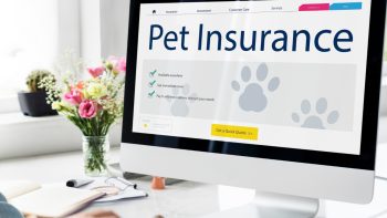Assurance animaux : les solutions pour une couverture immédiate sans carence